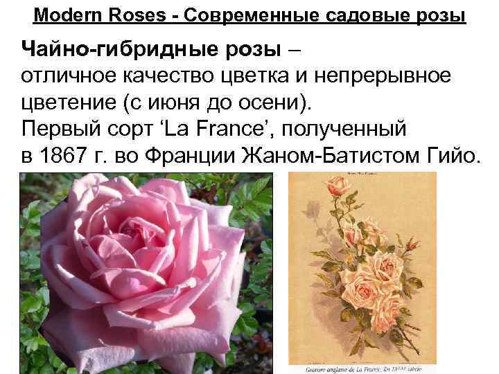 Роза плетистая фламентанц: фото, отзывы, описание сорта, выращивание, посадка и уход, подкормка, морозоустойчивость