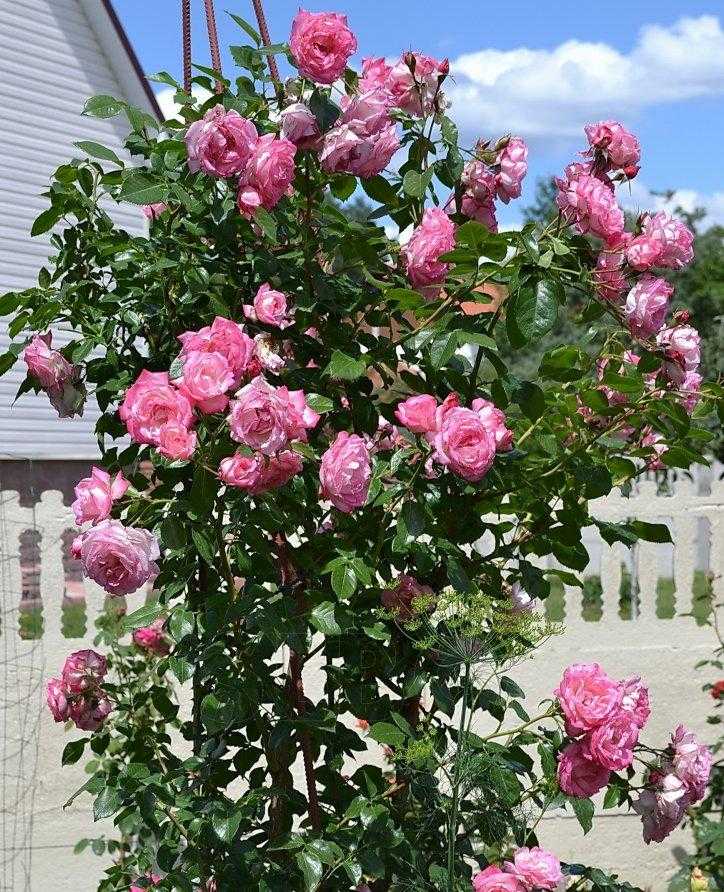Роза хендель — внешние особенности, размножение, уход
