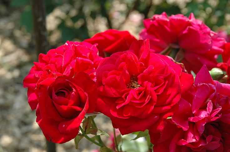 Роза Кордес Kordes — что это за бренд садовой группы, история создания, наиболее популярные сорта немецких цветов и их разновидности Основные принципы агротехники при выращивании роз Кордеса, посадка и последующих уход
