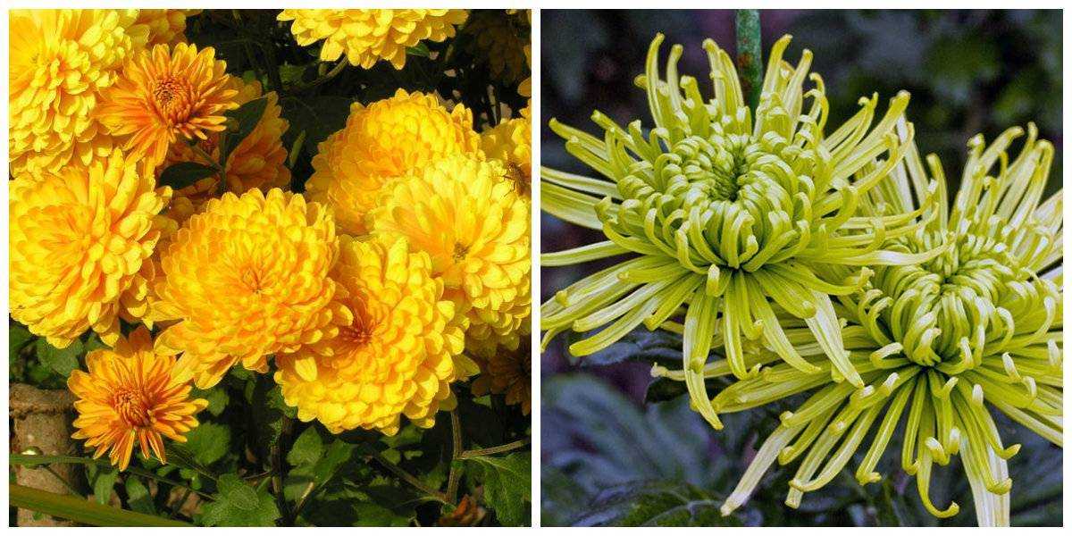 Виды хризантемы: сорта с фото и названиями