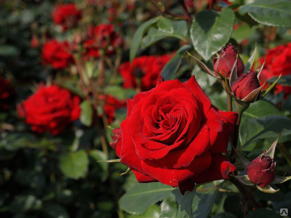 Роза никколо паганини: описание и характеристики сорта, посадка и уход