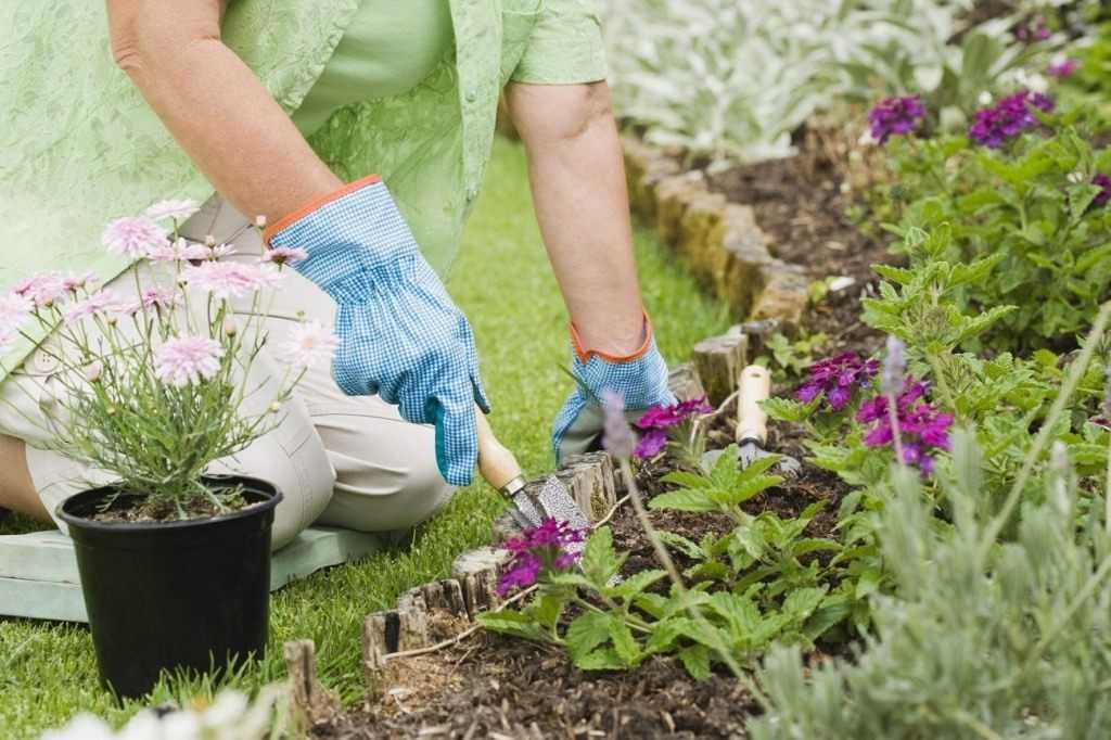 Как поменять цвет гортензии садовой народными средствами