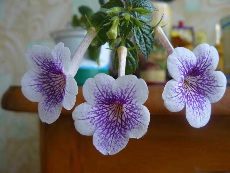 Домашний цветок колерия.  описание ухода