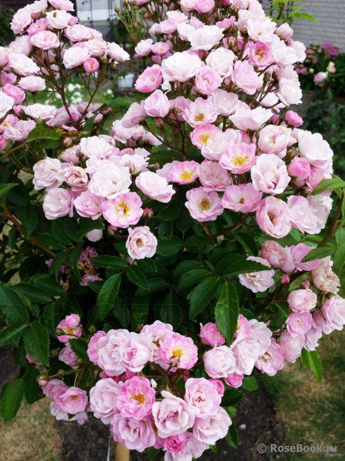 Гортензия pink rose (метельчатая пинк энд роуз): описание и фото