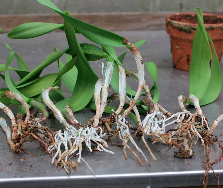 Как размножить орхидею в домашних условиях: виды и способы, пересадка, особенности ухода и советы садоводов