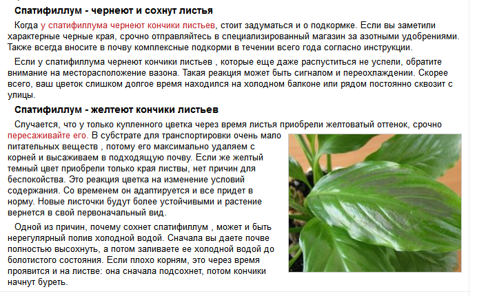 Почему не цветет спатифиллум в домашних условиях? как заставить спатифиллум цвести - sadovnikam.ru