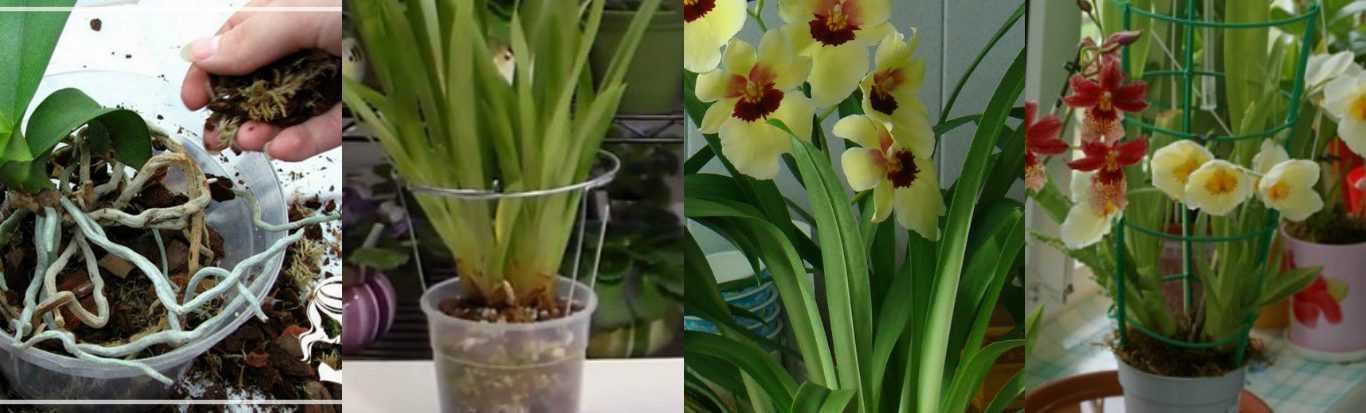Мильтония: уход в домашних условиях за роскошной орхидеей