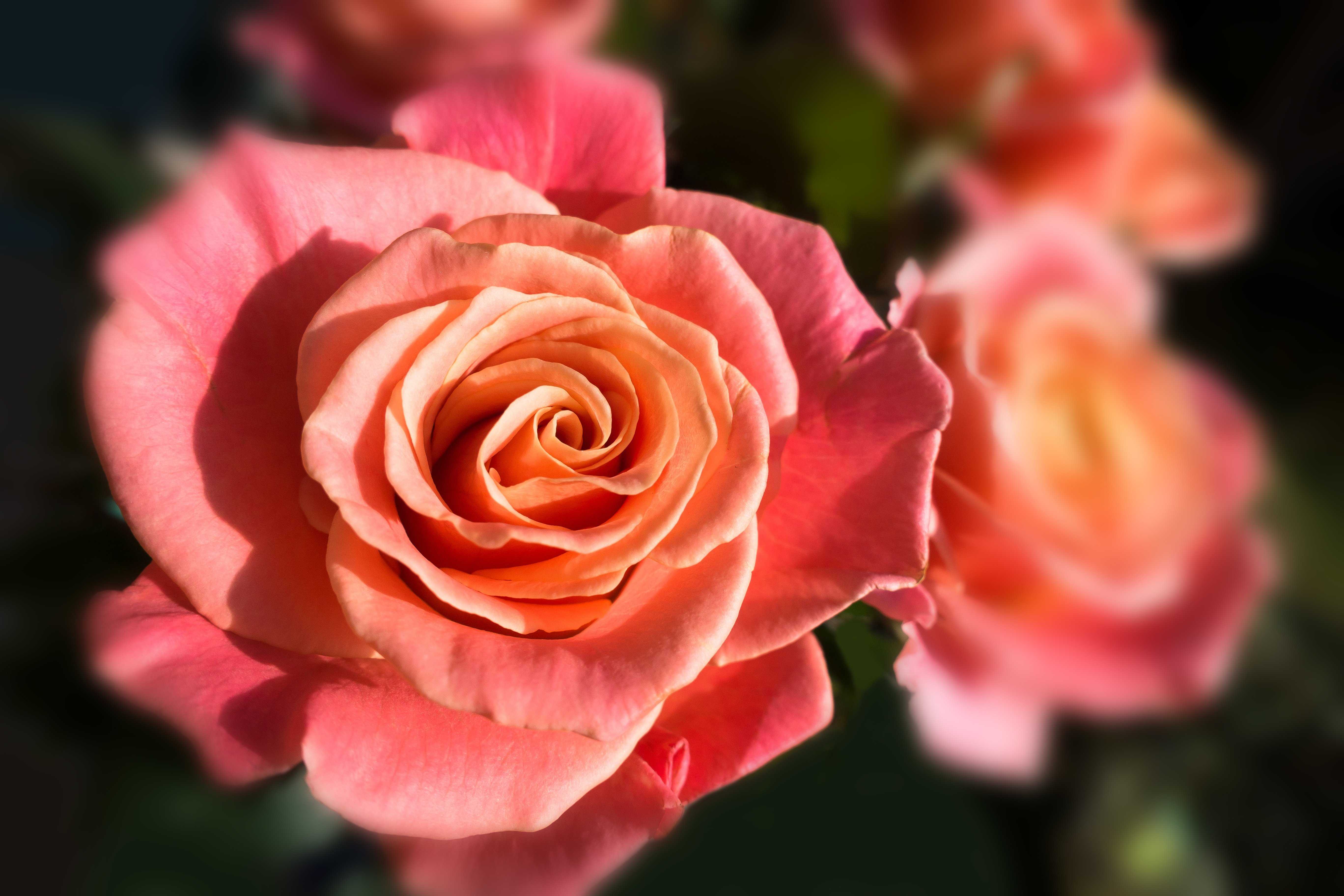 Роза Мисс Пигги Miss Piggy — описание и характеристики срезочного сорта, как выглядит, история создания Агротехника выращивания чайно-гибридной культуры, особенности посадки и ухода за цветком