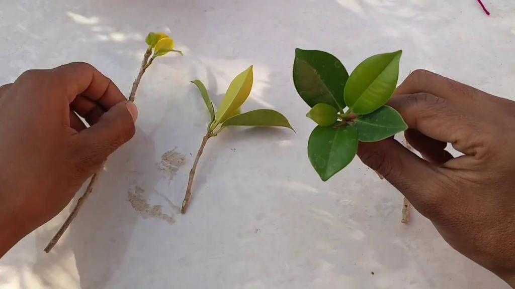 Фикус микрокарпа: как выращивать и размножать растение