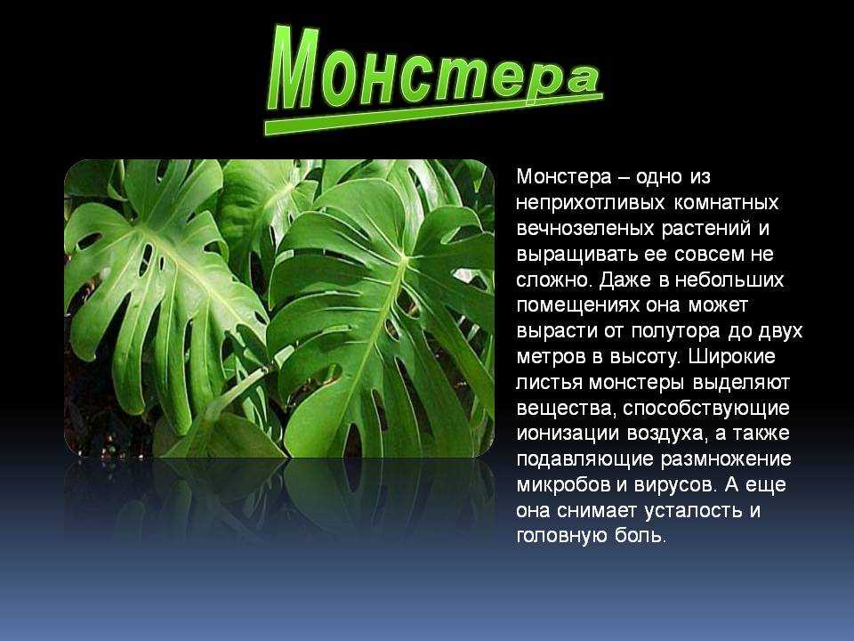 Цветы монстера: описание, подкормка, полив. как ухаживать за монстерой - sadovnikam.ru