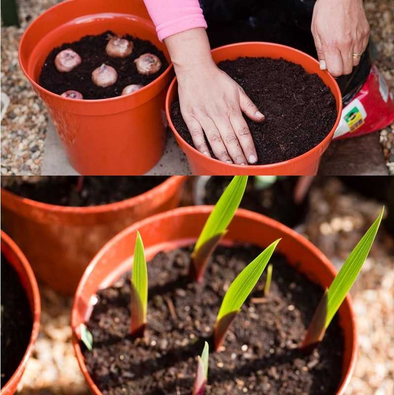 Как выращивать гладиолусы на улице в горшках? фото и описание мобильных гладуляриев