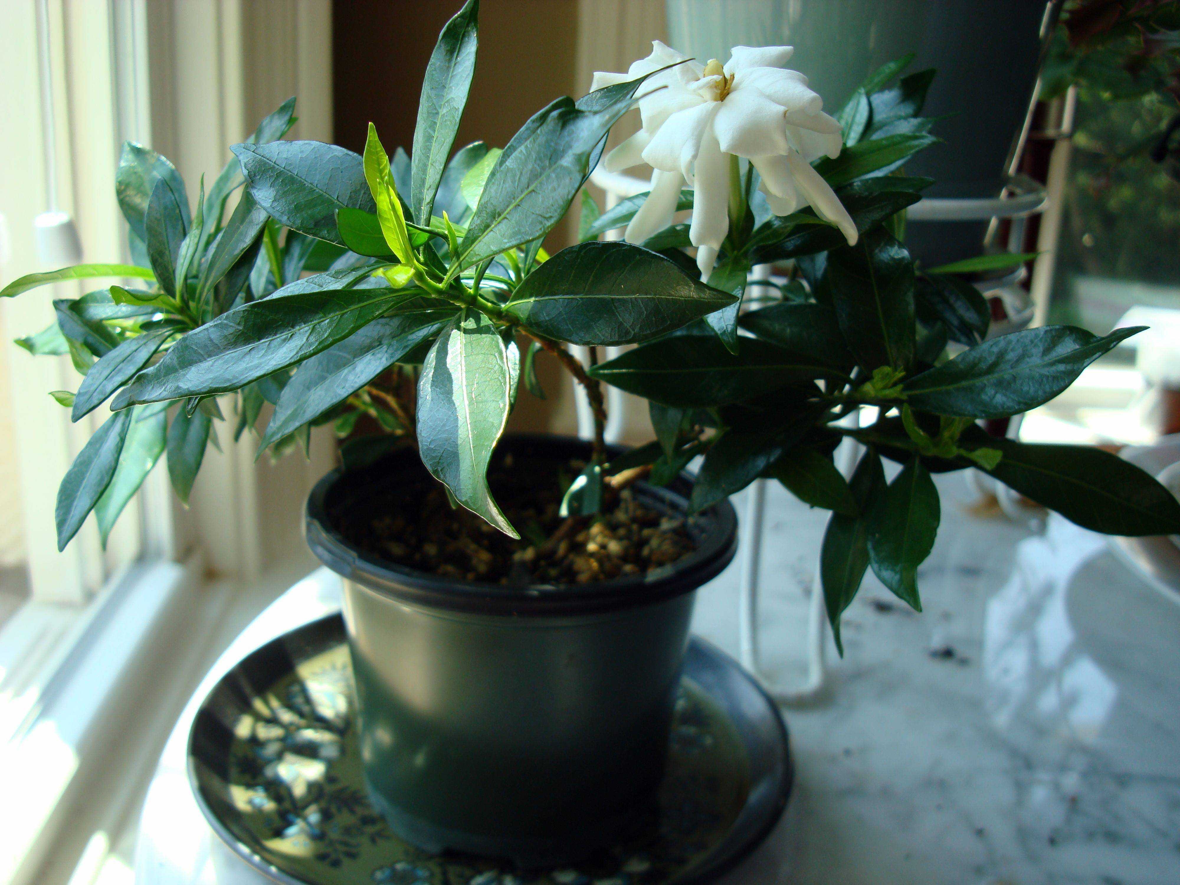 Ухаживание за гарденией (gardenia)