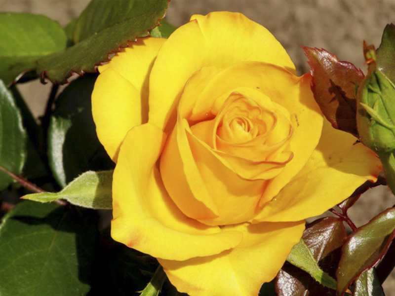 Чайно-гибридная роза керио: фото, описание, условия содержания
