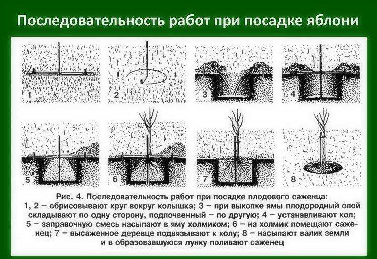 Пошаговое руководство для того чтобы правильно посадить яблоню самостоятельно Оптимальные сроки для посадки весной, летом и осеньюПодготовка посадочного материала и ямы Возможные ошибки и правила ухода за саженцем