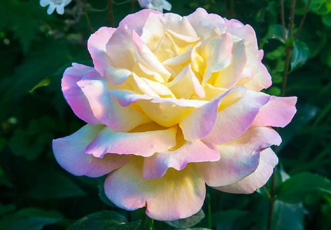 Роза глория дей - цветок, символизирующий мир