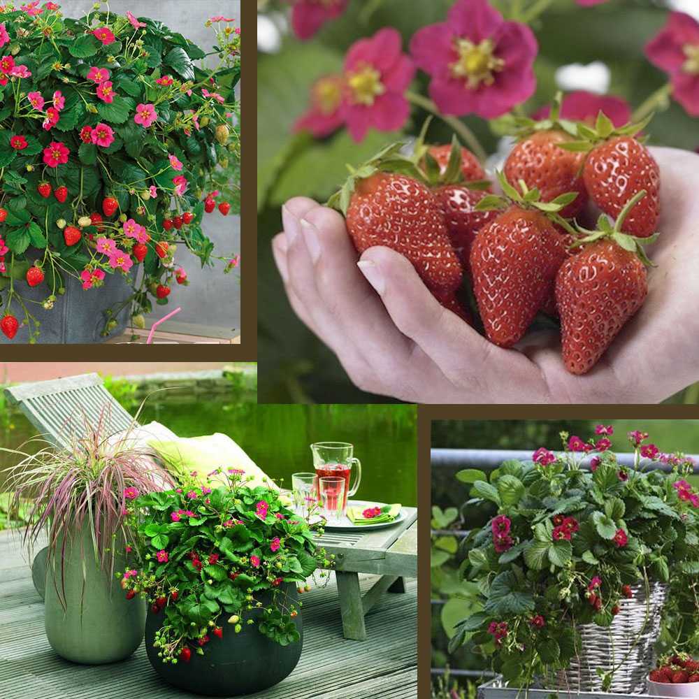 Секреты выращивания садовой клубники в кашпо: как получить самый ранний урожай ягод