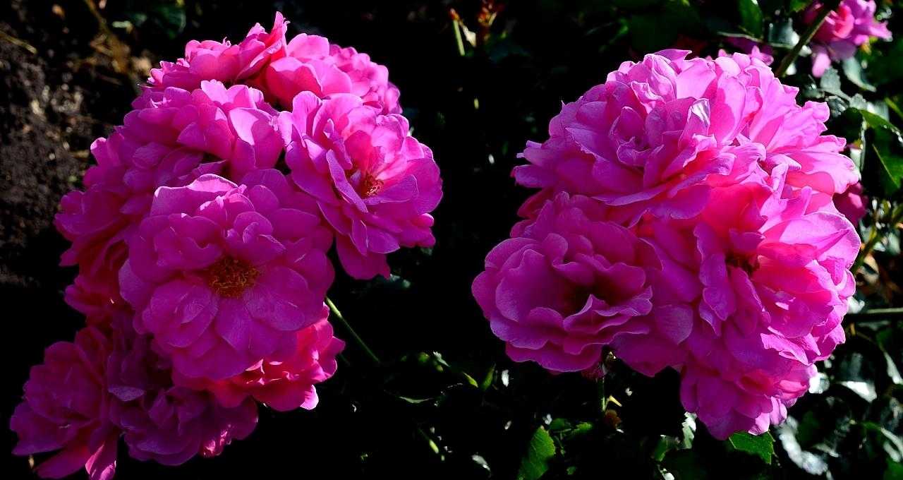 О розе eric tabarly: описание и характеристики сорта плетистой розы