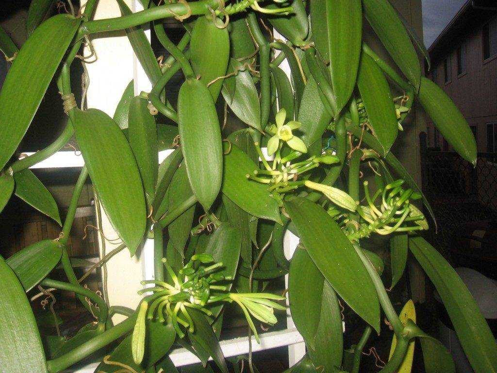 Уход за орхидеей в домашних условиях – советы по размножению, обрезки и поливу