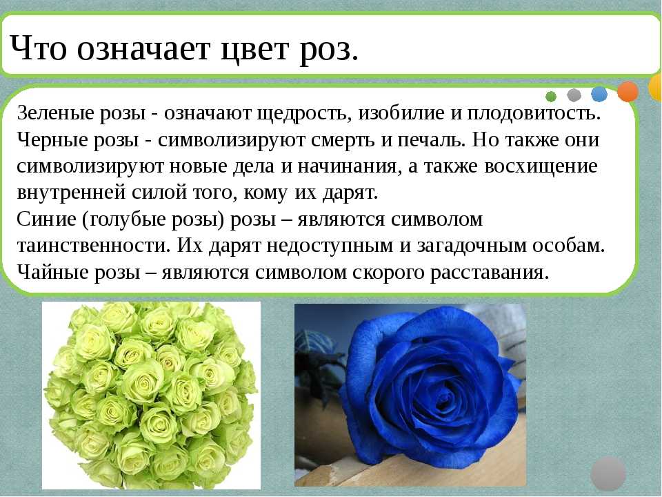 Значение розы, магические свойства, цвет и количества роз в букете