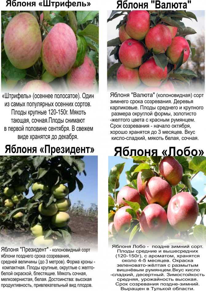Сорт яблони мельба: отзывы, фото, вкусовые качества яблок, описание, выращивание, посадка и уход, опылители, обрезка деревьев