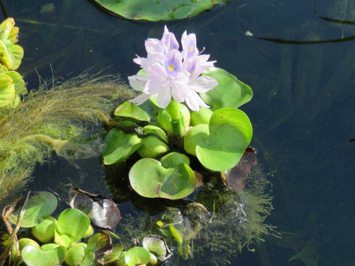 Водный гиацинт эйхорния: как сохранить дома зимой, как растёт в аквариуме