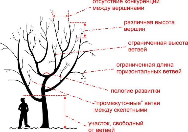 Летняя обрезка плодовых — нужна или нет? что резать и как? фото — ботаничка.ru