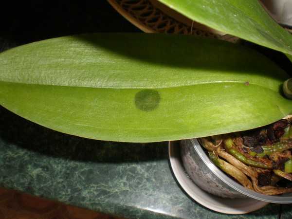 Темные пятна на листьях орхидеи: причины и лечение. что делать, если появились коричневые пятна.