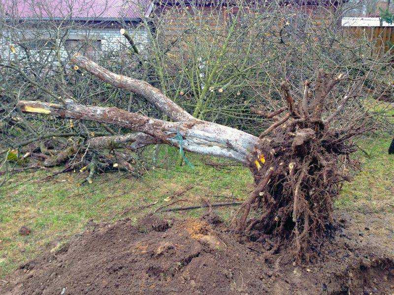 Как избавиться от ненужного дерева: 4 способа