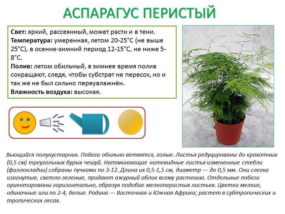 Аспидистра или чугунное растение: 12 видов с фото