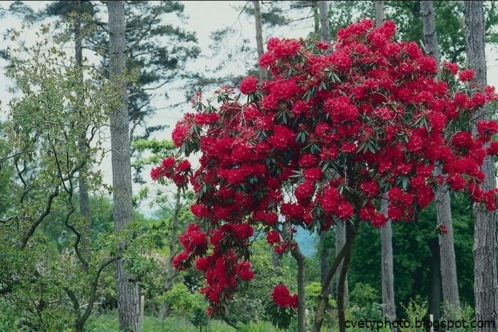 Дерево-роза — особенности выращивания штамбового цветка