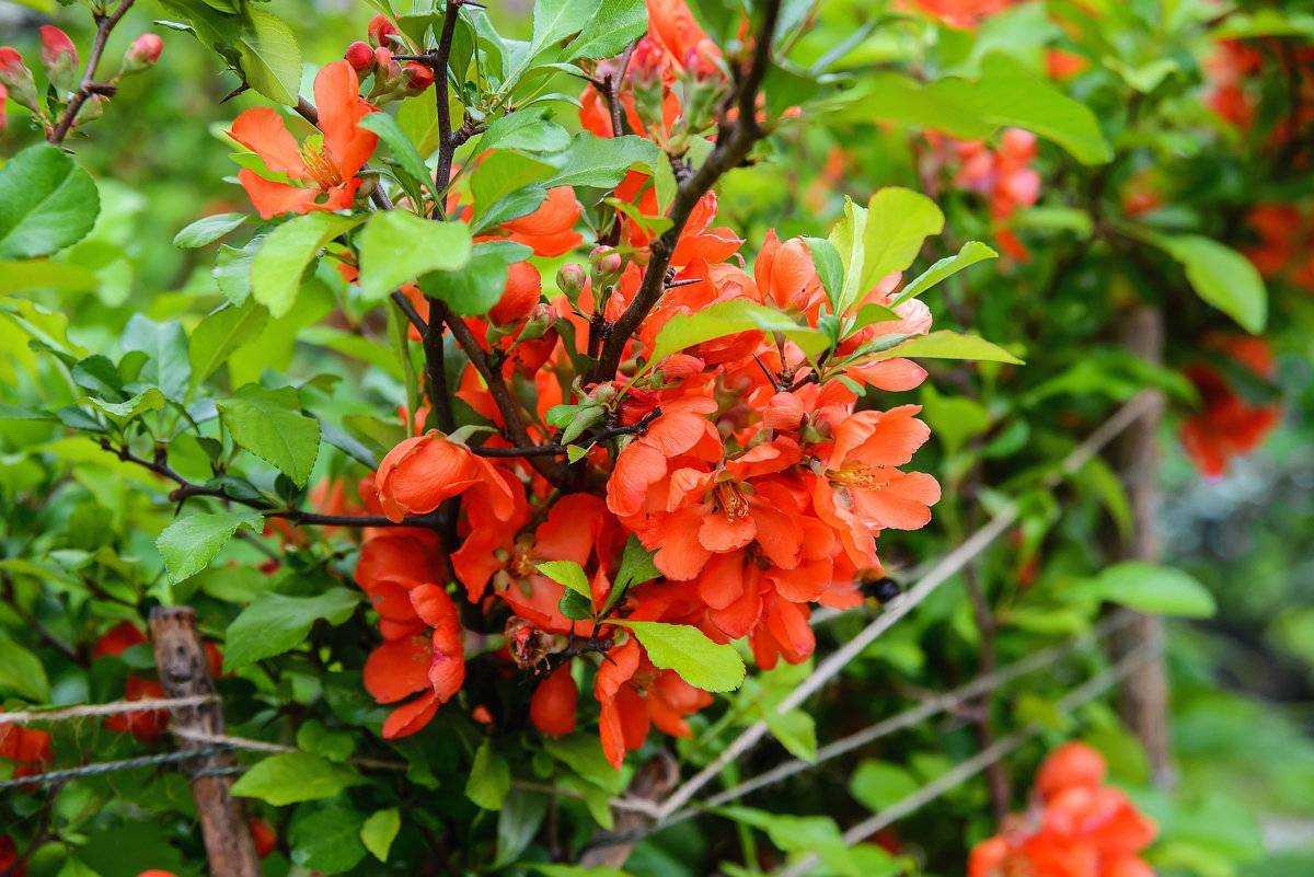 Японская айва или хеномелес (chaenomeles): фото в ландшафтном дизайне, как выглядит и цветёт кустарник, описание дерева и его плодов