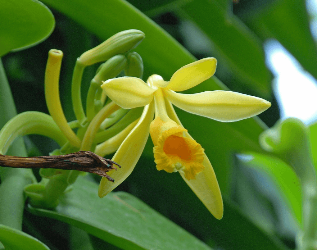 Орхидея ваниль: уход в домашних условиях, размножение