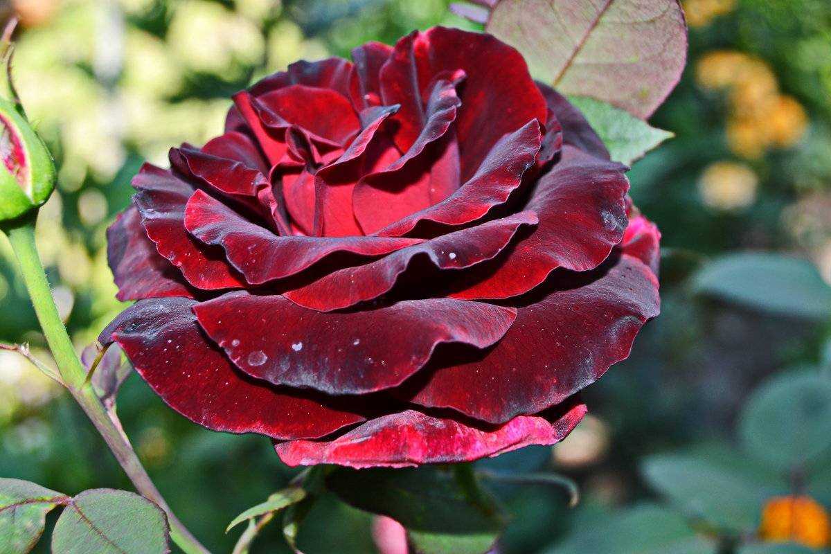 Роза Черная магия Black magic — что это за редкий чайно-гибридный сорт с темными лепестками, описание, как выглядит Выращивание срезочной розы в саду, агротехника посадки цветка и последующего ухода