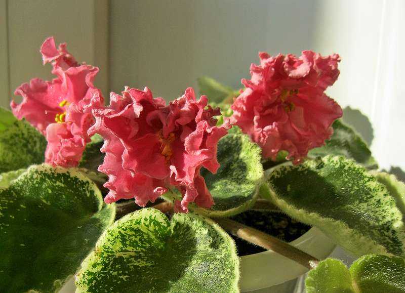 Фиалка – комнатное растение. уход за цветком