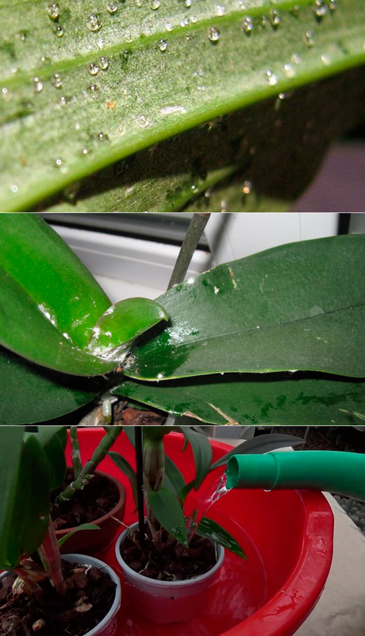 Что делать, если на листьях орхидеи появились липкие капли или налет?