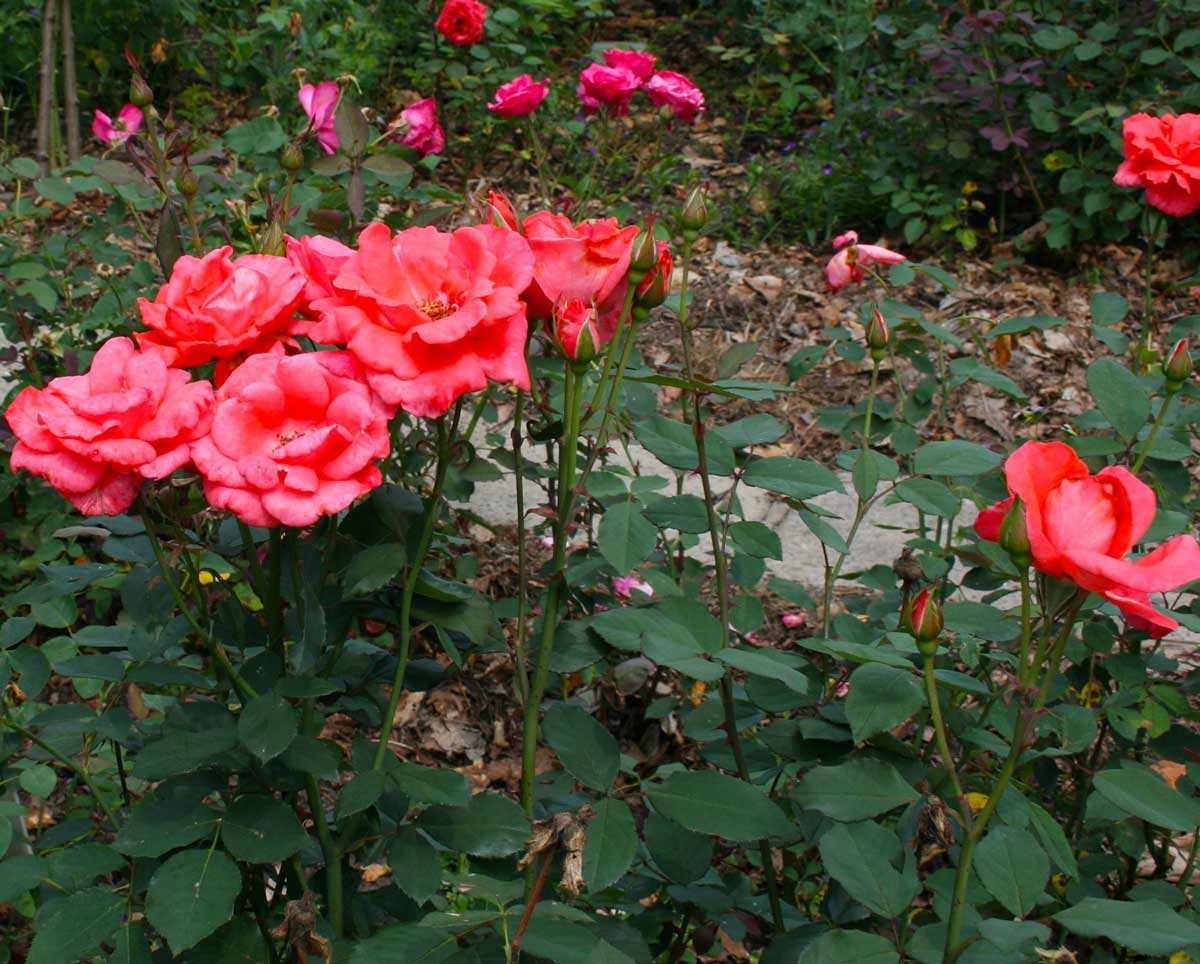 Роза грандифлора: что это такое, а также описание сортов и их фото, сравнительная таблица с другими видами растения, уход за цветкомдача эксперт