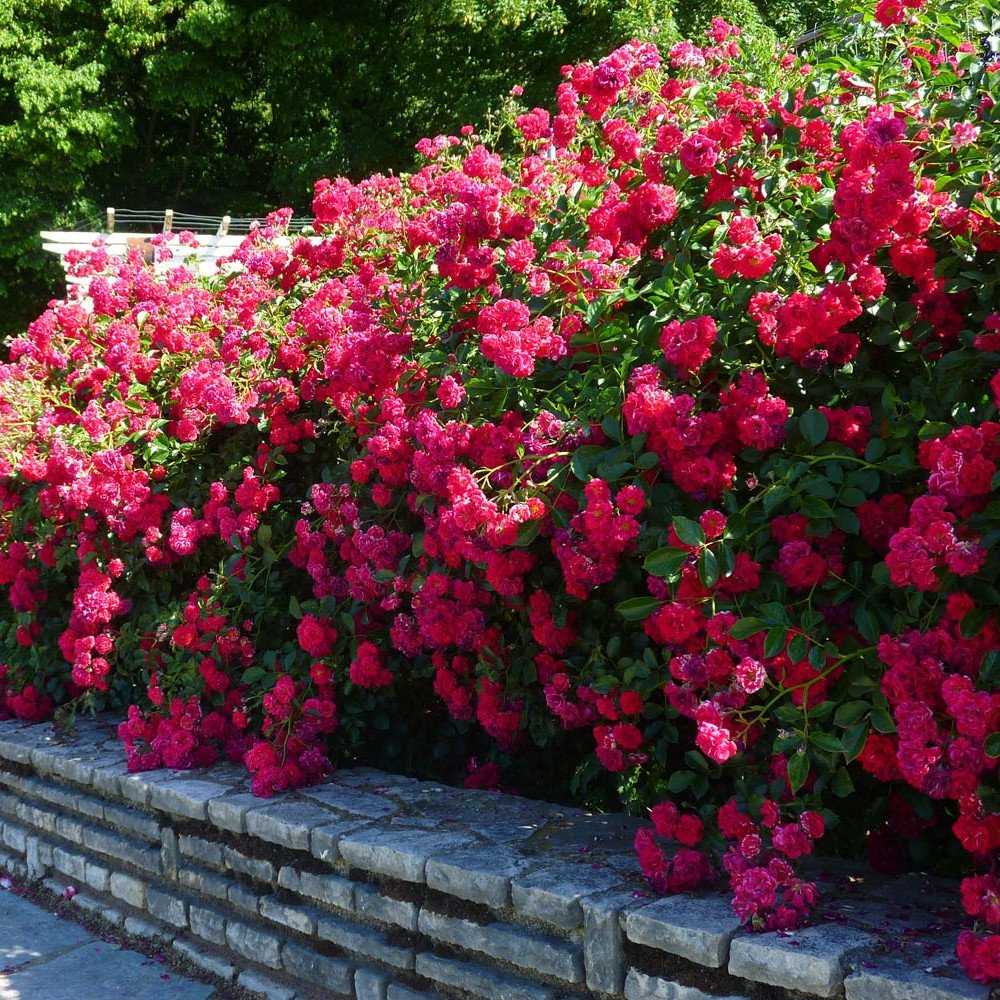 О розе hello: описание и характеристики, выращивание сорта почвопокровной розы