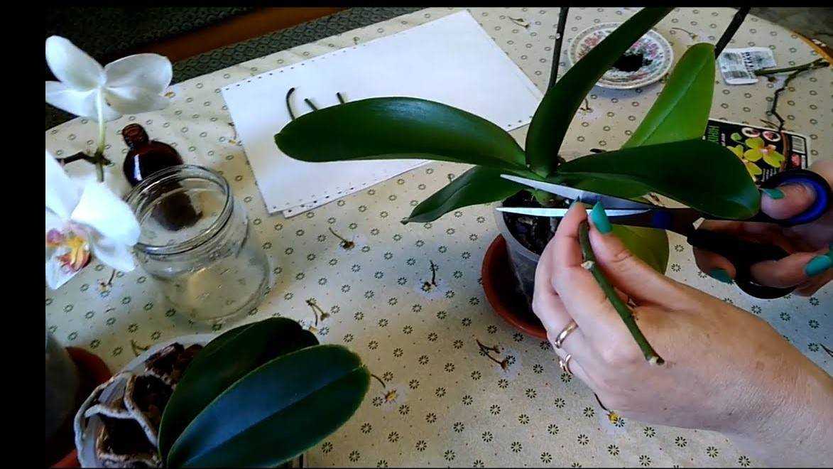 Как размножить орхидею в домашних условиях: виды и способы, пересадка, особенности ухода и советы садоводов - sadovnikam.ru
