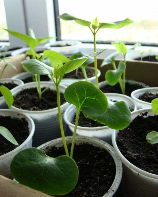 Мирабилис - выращивание из семян: когда сажать, как выращивать