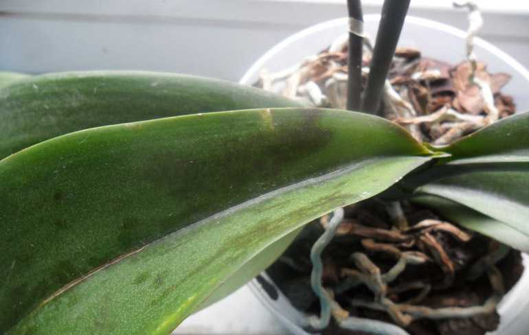 У орхидеи вянут листья – что делать и как спасти растение