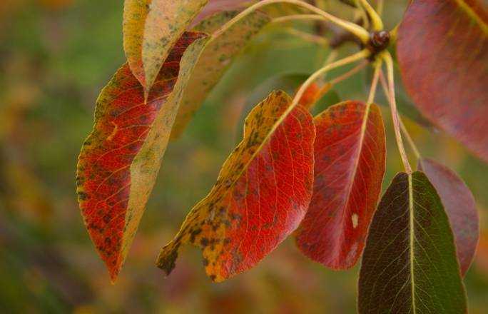 Все, что необходимо знать о том, почему у груши краснеют листья — подробно о том, какие причины могут быть провоцирующими факторами такого явления Что делать садоводу, чтобы вылечить дерево народными или химическими средствами
