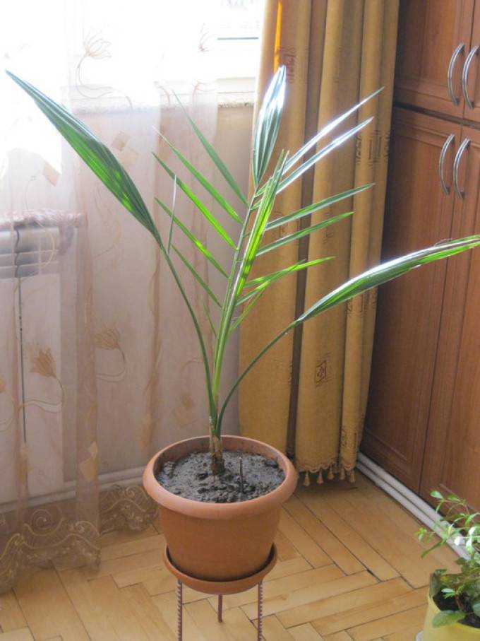 Финиковая пальма в домашних условиях: уход, фото, нюансы посадки и пересадки selo.guru — интернет портал о сельском хозяйстве