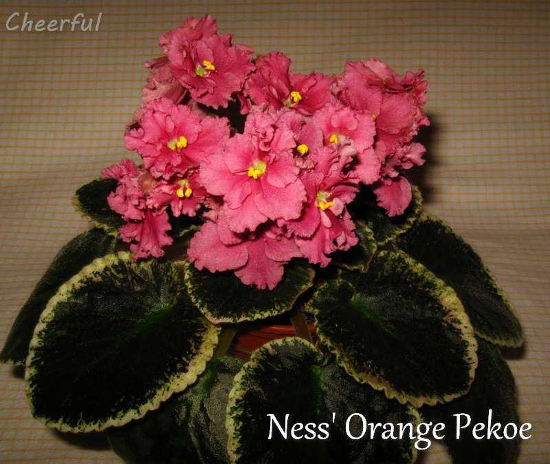 Ness' orange pekoe (несс орандж пикоу), d. ness.