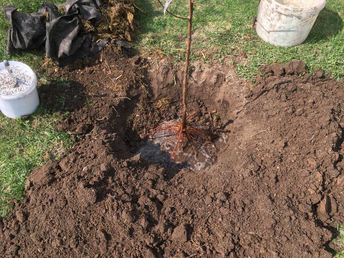 Сроки посадки яблони: как подготовить яму и правильно посадить саженец с фото и видео - огород, сад, балкон
                                             - 12 октября
                                             - 43852351722 - медиаплатформа миртесен
