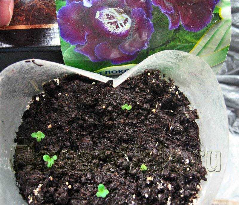 Выращивание глоксинии (синнингии) из семян и из листа в домашних условиях