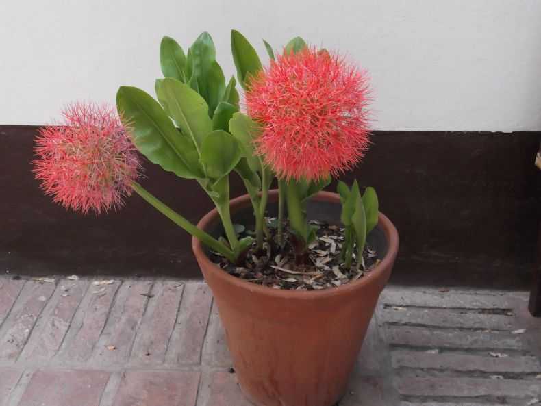 Гемантус — уход в домашних условиях за цветком