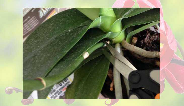 Орхидея фаленопсис отцвела, что делать, и как ухаживать за заморским чудом?