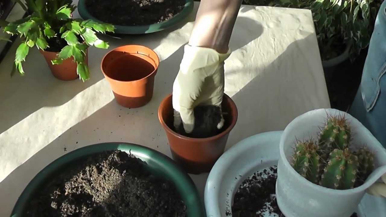 Как посадить кактус без корней в горшки правильно в домашних условиях