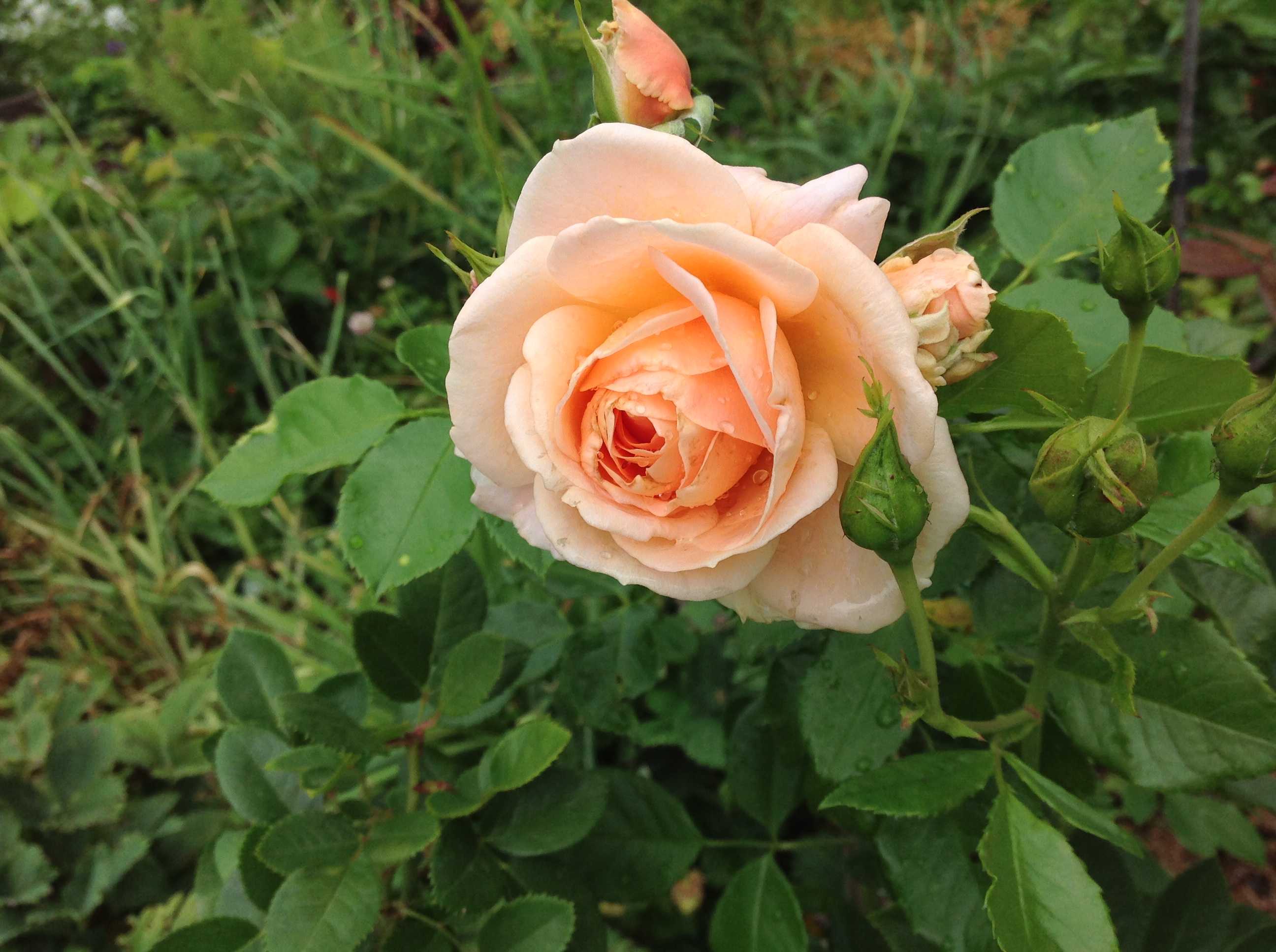 Гейша роза - описание и характеристики сорта, как вырастить, советы | розоцвет