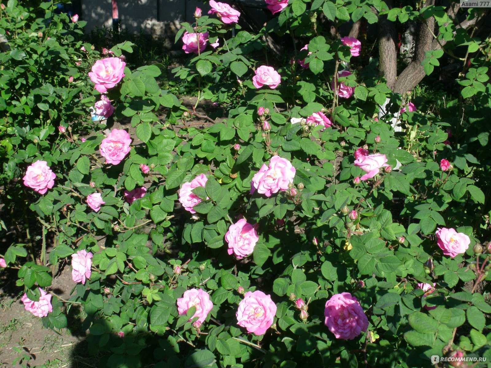 Мэри роуз (mary rise): описание и характеристики парковой розы